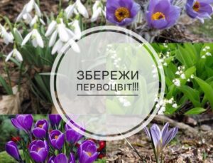 Правова відповідальність за торгівлю весняними первоцвітами
