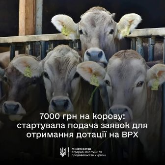 зображення українською мовою повідомляє про початок подачі заявок на дотації для великої рогатої худоби