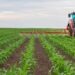Трактор обробляє посіви кукурудзи на сільськогосподарському полі під час вегетації