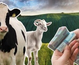 На фоні зеленого поля зображені корова та коза, поруч у руках людини — пачки українських гривень, що символізує дотації власникам особистих селянських господарств.