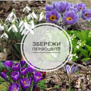 Колаж із ранньоквітучими рослинами — підсніжниками, крокусами, сон-травою та конвалією — з написом «Збережи первоцвіт!!!».