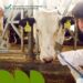 Ветеринар оглядає корову на фермі; на тварині видно жовті ідентифікаційні бирки, на зображенні також розміщено логотип Міністерства економіки та довкілля України.